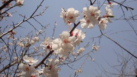 L:\4.16 神堂峪\DSC03294.JPG